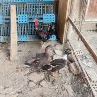 دو عدد اردک پروازی و دو عدد خروس