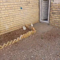 کبوتر طوقی|پرنده|اقلید, |دیوار