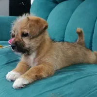 توله تریر عروسکی|سگ|محمدیه-قزوین, |دیوار