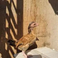 جوجه مرغ و خروس لاری کوشامو.مینیاتوری.