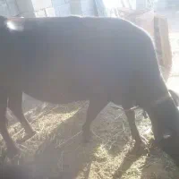 گاو گوساله محلی