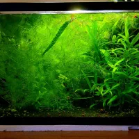 آکواریوم پلنت،|ماهی|اردبیل, |دیوار