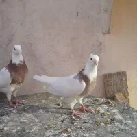 کبوتر|پرنده|کرج, باغستان|دیوار