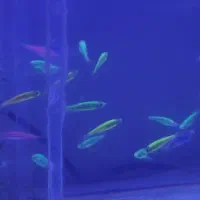 زبرا باکیفیت