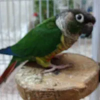 گیرینچیک ماده سخنگو|پرنده|لنگرود, |دیوار