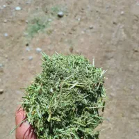 یونجه|لوازم جانبی حیوانات|فردوسیه, |دیوار