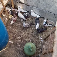 تعدادی کبوتر معاوضه با مرغ اردک غاز
