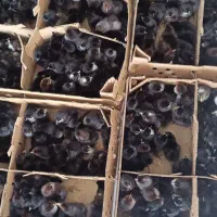 جوجه بلک استار/مشکی/گلپایگانی/اردک