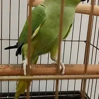 طوطی ملنگو ( شاه تخم ) قیمت توافقی