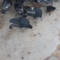 مقداری خروس وبوقلمو مال ا مسال|حیوانات مزرعه|زاغه, |دیوار