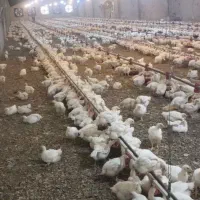 کارگر برای مرغداری