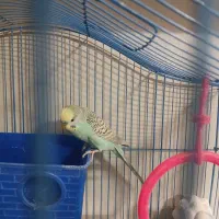 مرغ عشق|پرنده|کرج, حصارک بالا|دیوار