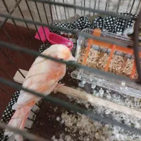 قناری ماده عالی فروشی1900