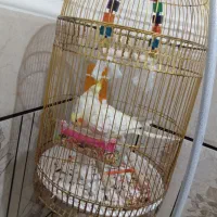 عروی هلندی نر وماده