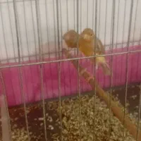 جفت نروماده آماده جفتگیری