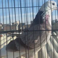 نر شکار|پرنده|اصفهان, پوریای ولی|دیوار