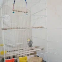 عروس هلندی|پرنده|رشت, منظریه|دیوار