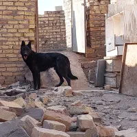 ژرمن بلک نر.|سگ|قزوین, |دیوار