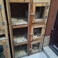 قفس