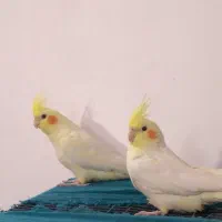 عروس هلندی لوتینو