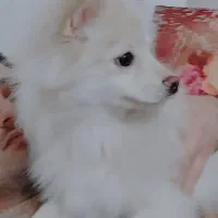 پامرخرسی ۸ماهه