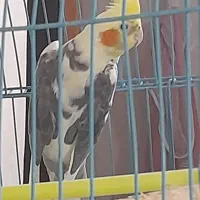 عروس هلندی سخنگو