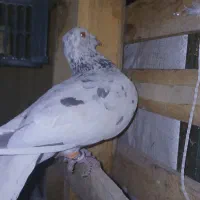 قزوینی پلاکی|حیوانات|اشتهارد, |دیوار