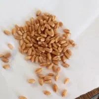 شهرالهایی