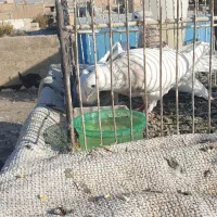 طوقی روزگاری|پرنده|نجفآباد, امیرآباد|دیوار