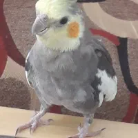 پرنده ایی پیدا شده