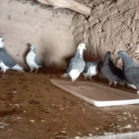 کبوتر تهرانی|پرنده|اصفهان, ابر|دیوار