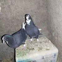 کفتر پلنگ
