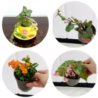 گل های  طبیعی مناسب