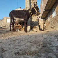 خر الاغ نر جوان