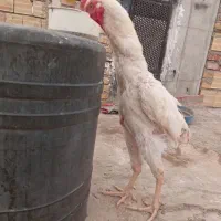 لاری ۲عدد|حیوانات مزرعه|میانه, |دیوار