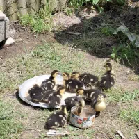 ۱۱ جوجه اردک اسرائیلی ۳۵ روزه