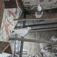 کبوتر طوقی کفتر|پرنده|تهران, بنیهاشم|دیوار