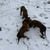 توله مالینویز اصیل