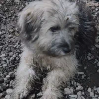 واگذاری توله سگ شینزو