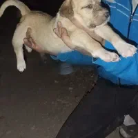 واگذاری سگ|سگ|مشگین شهر, |دیوار