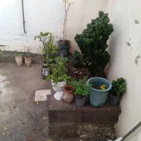 معاوضه با پرنده|گل و گیاه طبیعی|بره‌سر, |دیوار