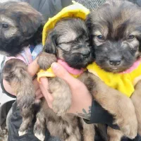 سگ تریر|سگ|تهران, حافظیه|دیوار