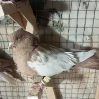 سینه زرد نر بندی|پرنده|شیراز, شیخ علی چوپان|دیوار