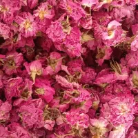 گل محمدی|گل و گیاه طبیعی|بیرجند, |دیوار