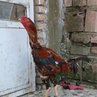 خروس لاری