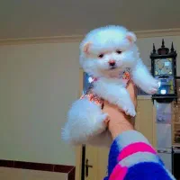 پامر خرسی عروسکی