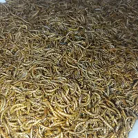 میلورم و سوسک