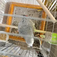 کاسکو|پرنده|بندرعباس, |دیوار