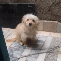 سلام سگ بازیگوش هستع