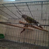 دو جفت گرینچیک سالم و بشرط